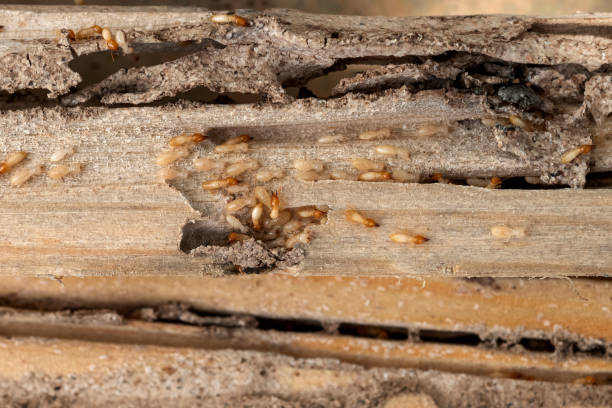 Best Commercial Pest Control Services  in South Taft, CA